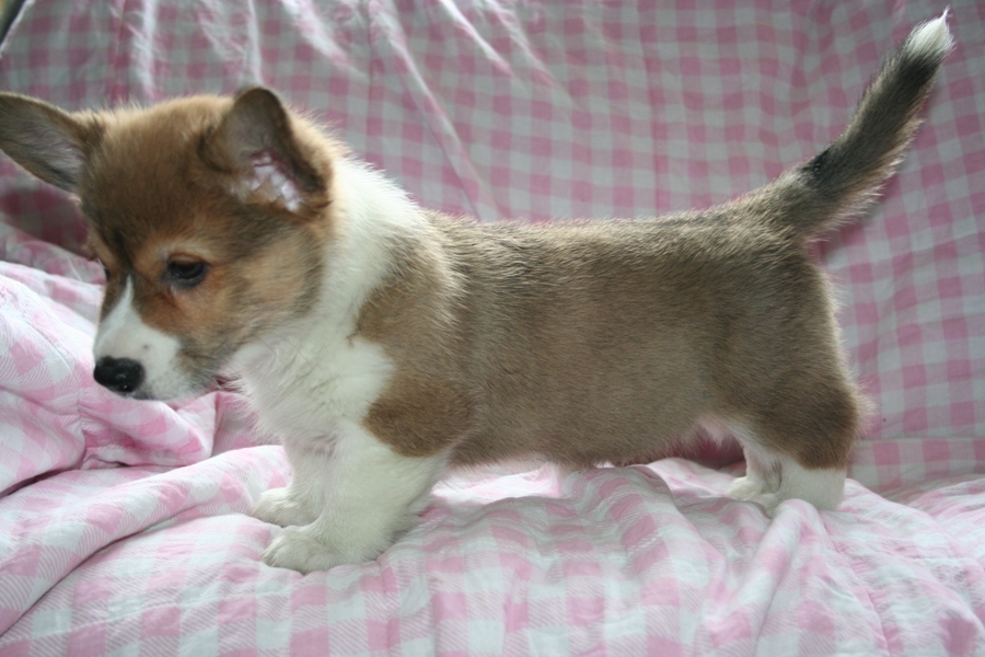 Puppies